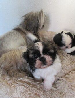 Herzensbrecher reinrassige Shih tzu zu verkaufen - Stuttgart Zentrum