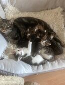 Katzenbabys dürfen ausziehen in 86916