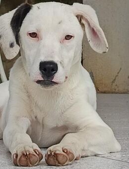 Lana möchte zu Hause ankommen - Oberhausen (Rheinland-Pfalz)