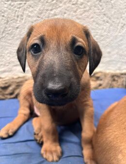 Hundewelpen suchen liebevolle Begleitung - Göttingen