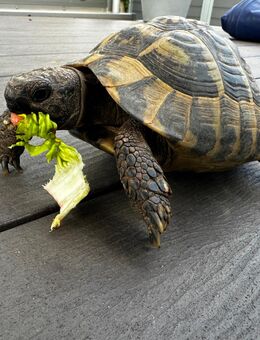 Griechische Landschildkröte Weibchen aus 2008 legt Eier - Kronshagen