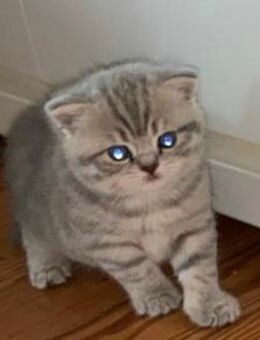 BKH Kitten - Saarwellingen