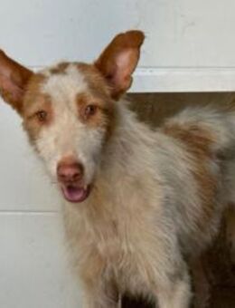 Yuki (W) - lieb, braucht etwas Geduld - Sankt Goar Zentrum