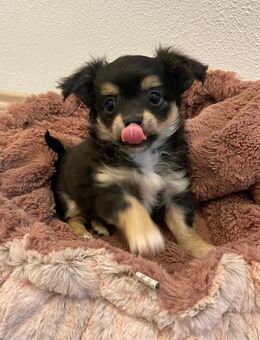 Chihuahua Welpe Rüde reinrassig Langhaar sucht liebevolles Zuhause - Lanitz-Hassel-Tal