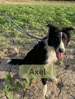AXEL, m., kastr. Mischling, ca. 56 cm - Sipplingen