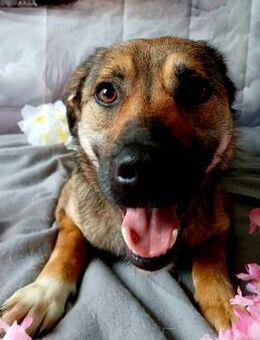 ❤️Zuckerschnute Yoshi❤️ - Eislingen (Fils)