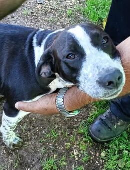 HONEY 🩷🩷🩷 ist eine tolle Welpin - Herxheim (Landau)