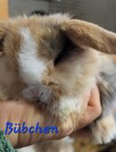 Zuckersüße Zwergwidder / Zwergkaninchen Babys (Mädchen und Bübchen) in 68305