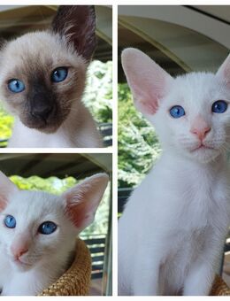 Orientalisch Kurzhaar (OKH) Katzenbabys Kitten Kätzchen - Weiß und Point. - Bassum