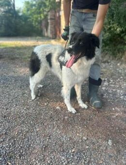 Monn wünscht sich ein Körbchen - Nordwalde