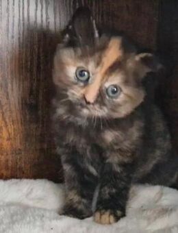 Bkh Kitten Abgabebereit - Ingelheim (Rhein)
