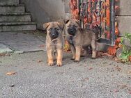 Belgischer Schäferhund (Malinois) Welpen - Vilshofen (Donau)