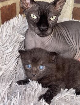 Sphynx mix - Bronkow