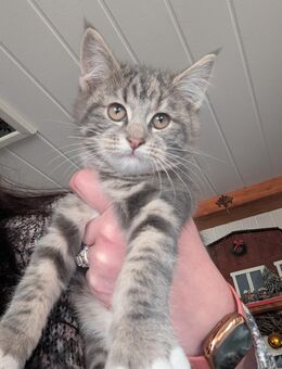 Süsse Maine coon / BKH Mädel in Blau -grau - Kyritz