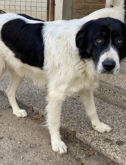 Felicita sucht eine Pflegestelle - Celle