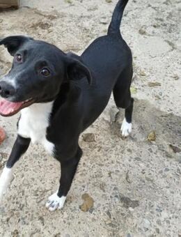 Joy, tolle junge Hündin - Lindenberg (Rheinland-Pfalz)