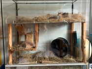 Degus 2 Stück - Lünen