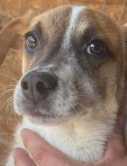 Malibu braucht eine Chance 🐾 - Elsdorf (Nordrhein-Westfalen)