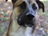 Australien Sheppard Mix 3 Jahre Rüde in erfahrene Hände abzugeben - Konz