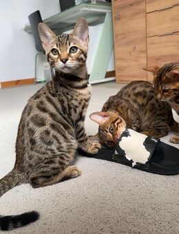 Titel:Reinrassige Wunderschöne Bengalkitten suchen ein liebevolles neues zu Hause - Ludwigshafen (Rhein)