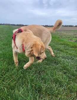 Benny Hund Rasse Labrador Gold Retriever Mischling - Würselen