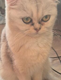 🐾 Katzen & Kätzchen abzugeben – Korntal-Münchingen 🐾 Eltern: - Korntal-Münchingen Zentrum