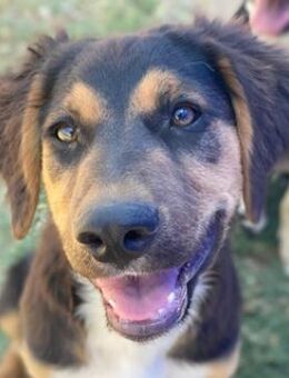 Quasti, geb. ca. 02/2025, GRIECHENLAND - Euskirchen