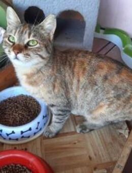 Anna, liebenswerte Schmusekatze, ca. 1 J - Vaterstetten