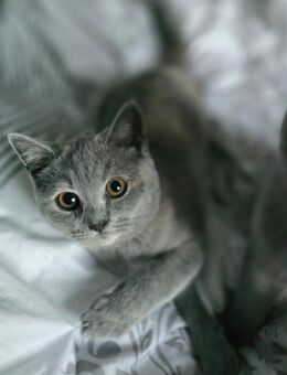 Reinrassige BKH Kitten - Syke