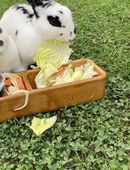 Schwarz-weisse Kleinschecke "Fanzi" abzugeben in 3262