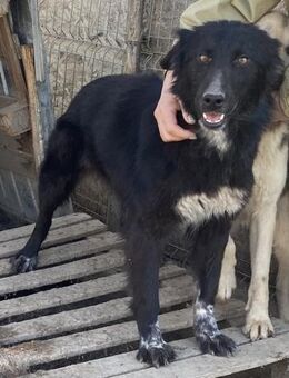 Cindy - sehr verschmust und lieb - Westerholt