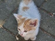 Maine Coon Mix Kitten - Jämlitz-Klein Düben