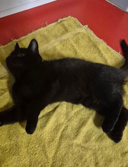 Kätzchen / kleine Katze - Herbertingen