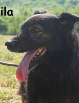 Atila Eine entspannte und rüstige Rent - Kissing