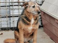 Rella- Paten mit ❤️ gesucht - Grevenbroich