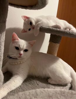 BKH KITTEN IN WEIß - Diez