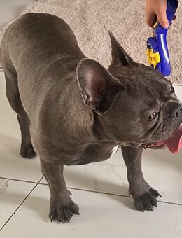 Hund sucht neue Familie - Lüdenscheid