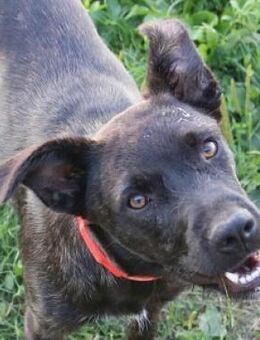 Alma sucht ein Zuhause - Mildstedt