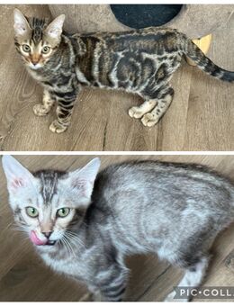 Bengal Silber Mädchen oder Kater Braun 5 Monate Reinrassige - Dortmund