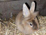 Kaninchen Löwenköpfchen Zwergkaninchen Zwerghase Hase - Bad Tennstedt