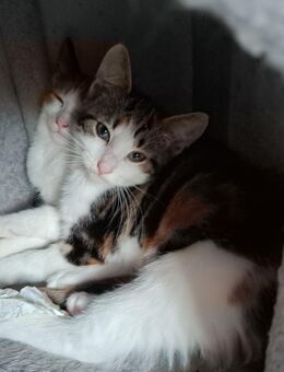 Katzenbabys Maincoonmix - Ahnsbeck