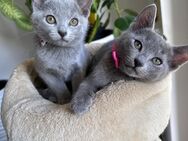 Russisch Blau Kitten - Lohne (Oldenburg)