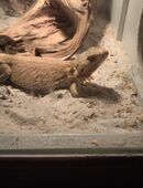 Bartagame abzugeben in 89415