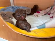 🐾 Wundervolle BKH & BLH Kitten suchen ein liebevolles Zuhause 🐾 - Laußig