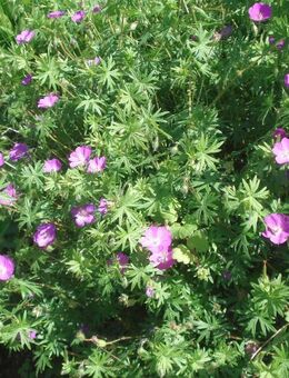 Blut-Storchschnabel (geranium sanguineum) - Soest