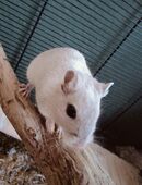 Rennmaus (weiblich, ca. 1,5 Jahre) nur zur Vergesellschaftung abzugeben – inkl. großem Zubehörpaket in 23558