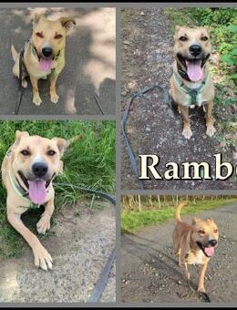 Rambo sucht ein Zuhause - Margetshöchheim