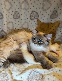 💙 Sibirische Neva Masquarade Kitten mit Stammbaum – Abgabe ab 07.09.2025 💙 - Gerolzhofen Zentrum