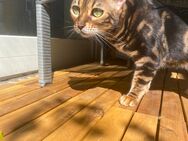 Bengal Katze - Heddesheim