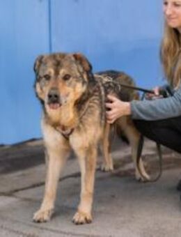 Schenkst du Mani ein warmes Körbchen? - München